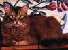 Feral Cat (Felis silvestris catus)