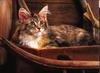 Feral Cat (Felis silvestris catus)