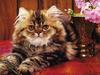 Feral Cat (Felis silvestris catus)