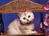 Feral Cat (Felis silvestris catus)
