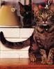 Feral Cat (Felis silvestris catus)