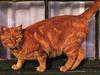 Feral Cat (Felis silvestris catus)