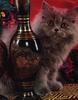 Feral Cat (Felis silvestris catus)