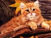 Feral Cat (Felis silvestris catus)