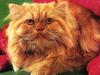 Feral Cat (Felis silvestris catus)
