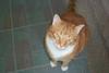 Feral Cat (Felis silvestris catus)
