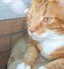 Feral Cat (Felis silvestris catus)