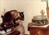 Feral Cat (Felis silvestris catus)