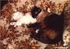 Feral Cats (Felis silvestris catus)
