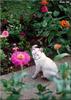 Feral Cat (Felis silvestris catus)