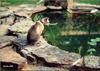 Feral Cat (Felis silvestris catus)