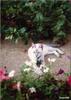 Feral Cat (Felis silvestris catus)