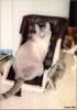 Feral Cat (Felis silvestris catus)