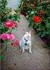 Feral Cat (Felis silvestris catus)