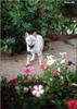 Feral Cat (Felis silvestris catus)