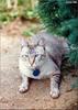 Feral Cat (Felis silvestris catus)
