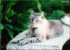 Feral Cat (Felis silvestris catus)