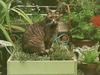 Feral Cat (Felis silvestris catus)