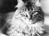 Feral Cat (Felis silvestris catus)