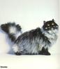 Feral Cat (Felis silvestris catus)