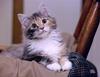 Feral Cat (Felis silvestris catus)