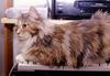 Feral Cat (Felis silvestris catus)