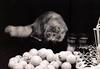 Feral Cat (Felis silvestris catus)