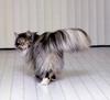 Feral Cat (Felis silvestris catus)