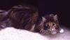 Feral Cat (Felis silvestris catus)