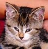 Feral Cat (Felis silvestris catus)
