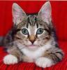 Feral Cat (Felis silvestris catus)