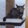 Feral Cat (Felis silvestris catus)