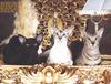Feral Cat (Felis silvestris catus)