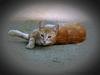 Feral Cat (Felis silvestris catus)