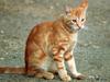 Feral Cat (Felis silvestris catus)