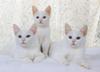 White Feral Cats (Felis silvestris catus)