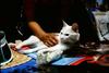 White Feral Cat (Felis silvestris catus)