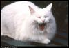White Feral Cat (Felis silvestris catus)