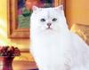 White Feral Cat (Felis silvestris catus)
