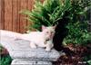 White Feral Cat (Felis silvestris catus)