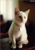 White Feral Cat (Felis silvestris catus)