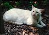 White Feral Cat (Felis silvestris catus)