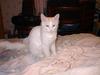 White Feral Cat (Felis silvestris catus)