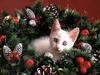 White Feral Cat kitten (Felis silvestris catus)