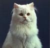 White Feral Cat (Felis silvestris catus)