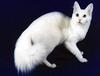 Feral Cat - Angora (Felis silvestris catus)