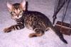 Feral Cat - Bengal kitten (Felis silvestris catus)