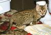 Feral Cat - Bengal kitten (Felis silvestris catus)