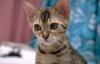 Feral Cat - Bengal kitten (Felis silvestris catus)