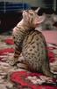 Feral Cat - Bengal kitten (Felis silvestris catus)